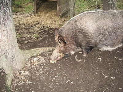Pig at the Stables - 2003