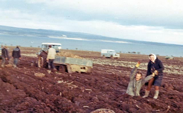 Mud at Rosefarm 1967