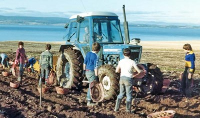 Tattie picking at Rosefarm