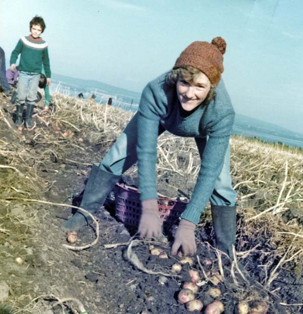 Tattie picker at Rosefarm