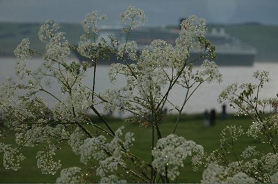 QM2 arriving behind dew on Queen Anne's lace