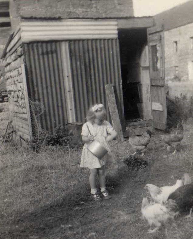 Chickens in the Factory Buildings