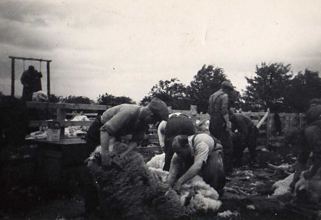 Sheep shearing