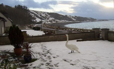 Swan in the Garden