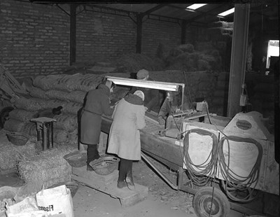 Sorting Tatties at Rosefarm