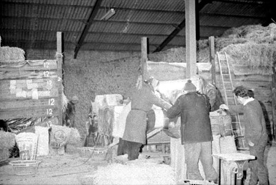 Inside the tattie sheds at Rosefarm.