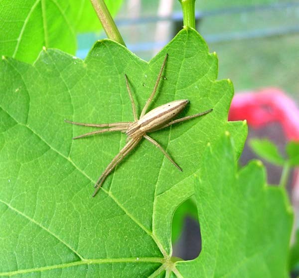 Crab Spider in greenhouse