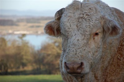 Bull at Cromarty Mains