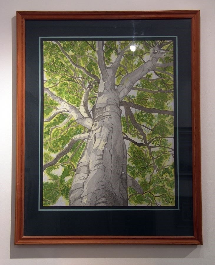 Beech Tree by Colin Dunn