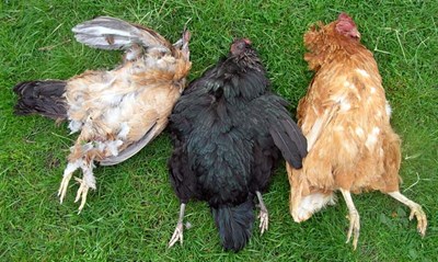 Cromarty Chicken Torturers