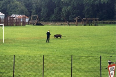 OK Pig! You're under arrest!..... I mean it now!