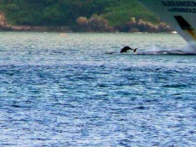 Dolphins Bow Riding