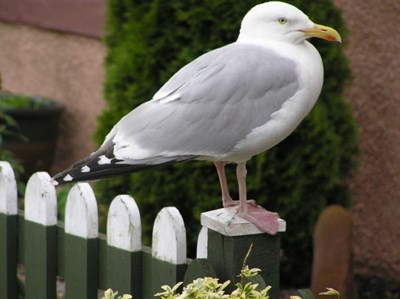 Tame Seagull in front of Stornoway House, Shore Street