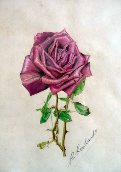 Rosenberg Rose