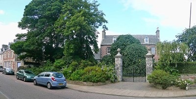 Forsyth House Sycamore Tree doomed