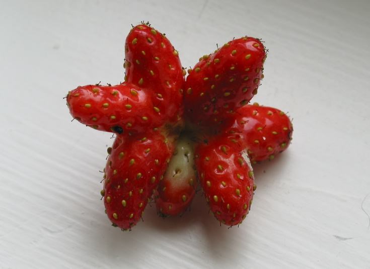 Strawberry Starfish