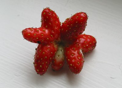 Strawberry Starfish