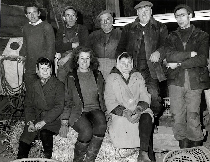 Tatty bagging crew at Rosefarm - c1965