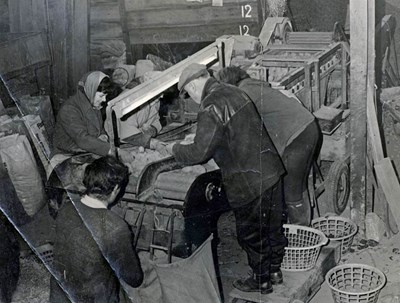 Bagging Tatties at Rosefarm