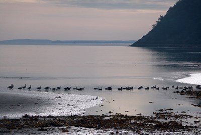 Canada Geese on the beddies