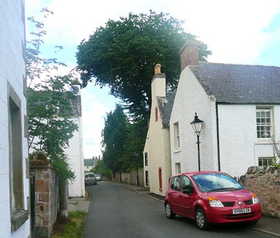 Elm Tree at St. Ann's - soon to be felled