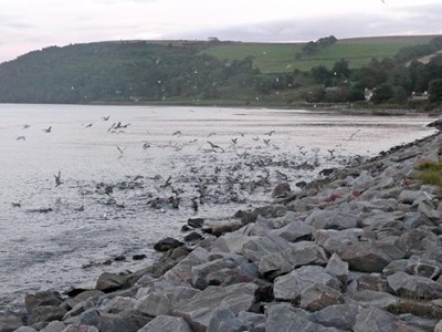 Gulls going mad feasting on shoals of sand eels