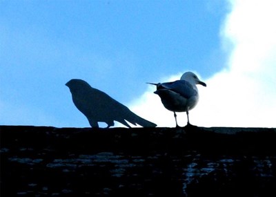 Gull on the Courthouse