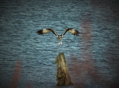 Osprey at Udale bay