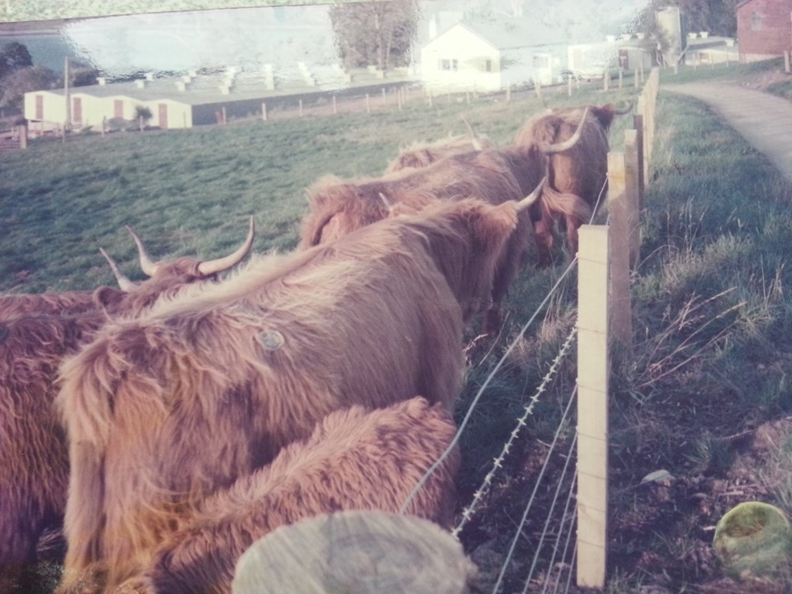 Highland cows at South Sutor chicken farm