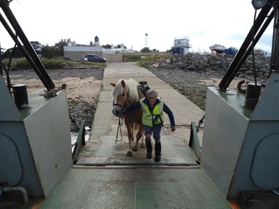 Horse boarding the Ferry