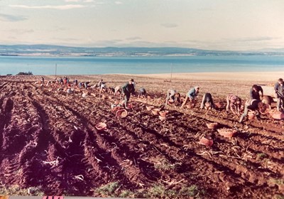 Tattie Lifting Rosefarm