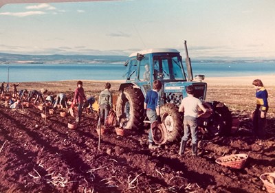 Tattie Lifting - Rosefarm 