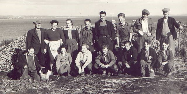 Lifting Tatties - c1955