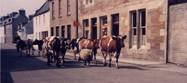 Cattle and a sheep on High St - c1960