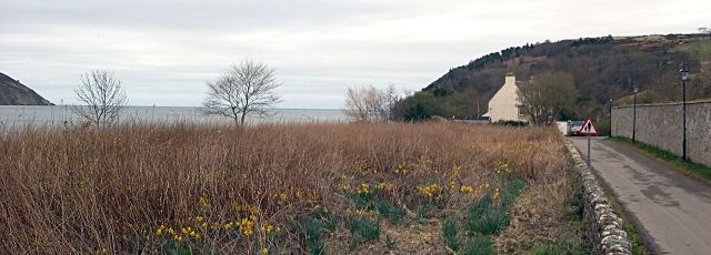 Daffodil Field