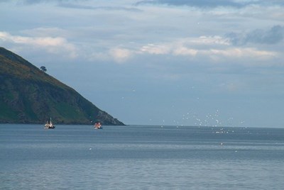 Kessock Herring