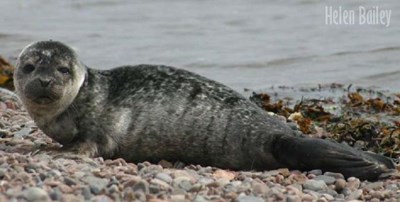 Seal Pup at Chanonry Point - 2004