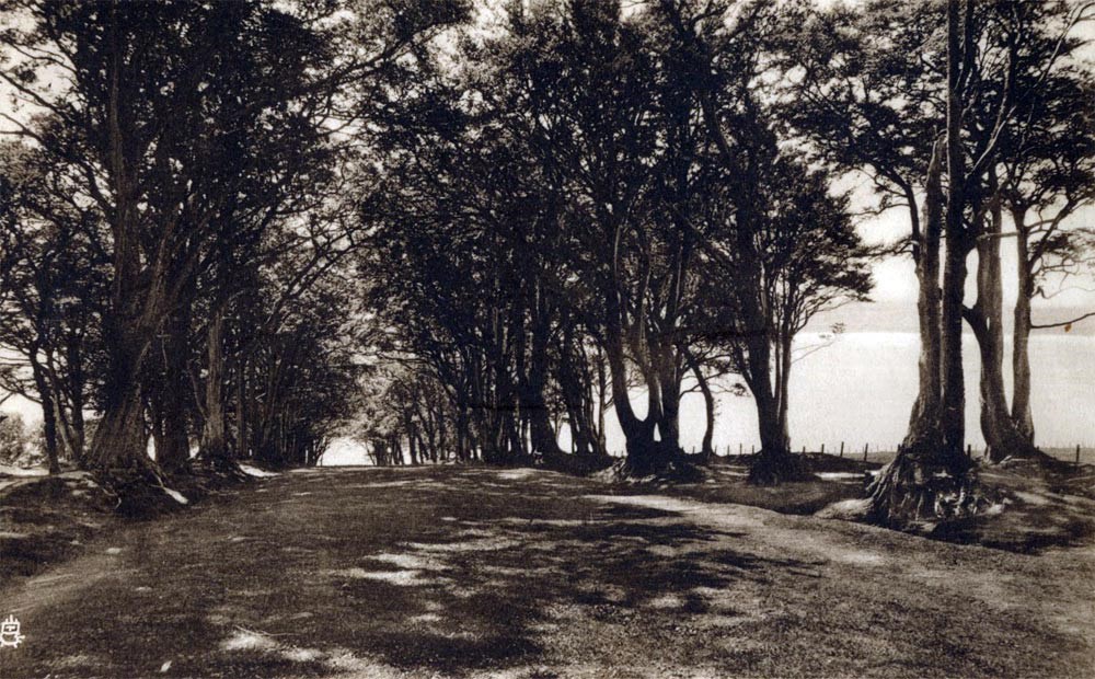 Avenue of trees down to McFarquhar's Bed