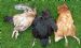 Cromarty Chicken Torturers