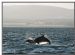 Mother and Calf