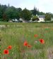 Wild Poppies and The Kennels