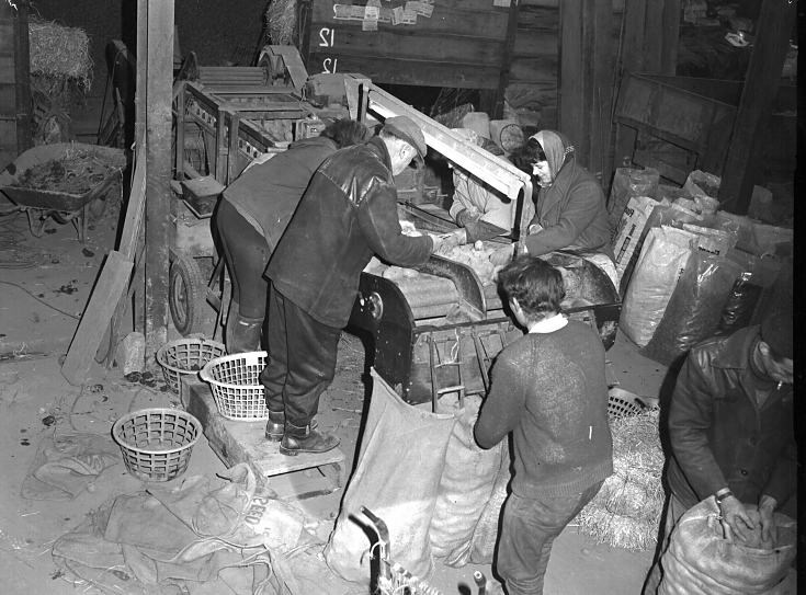 Sorting Tatties at Rosefarm