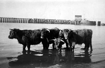Highland Cattle - c1937