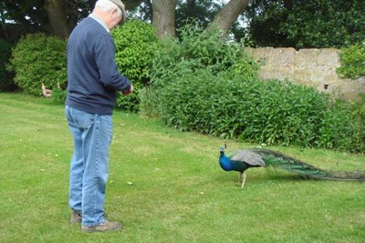 Bill Campbell with a Peacock