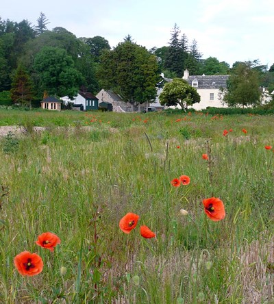 Wild Poppies and The Kennels