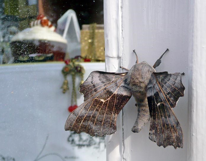Humungous Poplar Hawk Moth on doorway at the Emporium