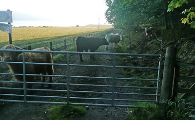Cows on the Sewage Farm Road making walking access difficult and hazardous