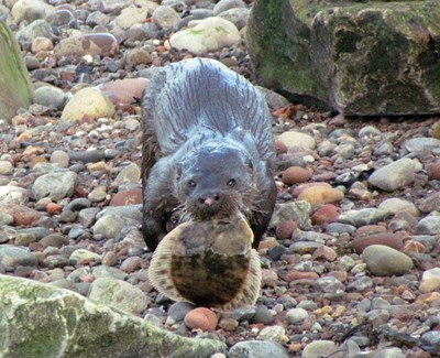 Otter snacking on a 'flookie' on Cromarty beach