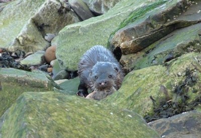 Otter with fish on Cromarty beach