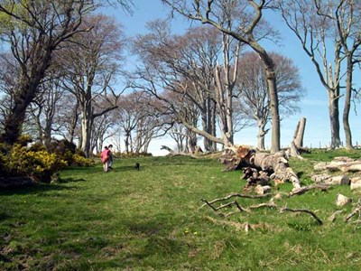 Beech Avenue at MacFarquhar's Bed